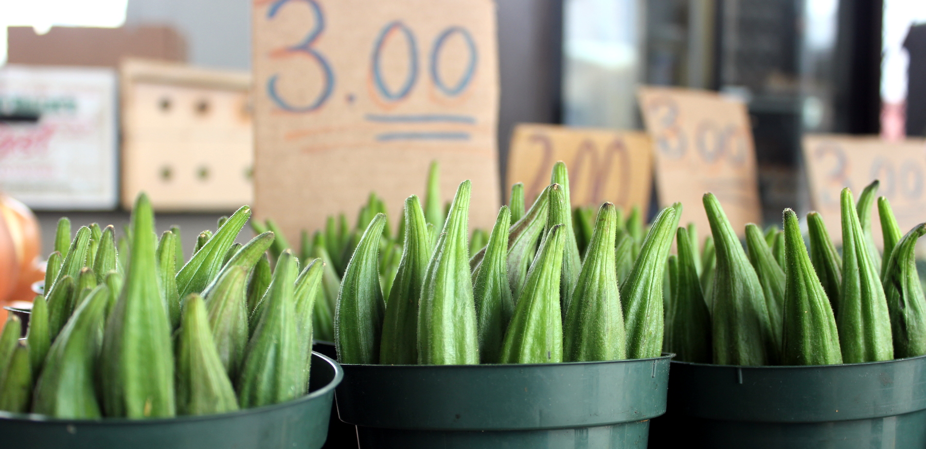 okra_515p